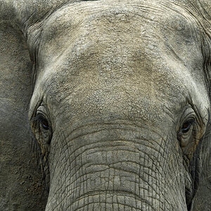 Elefant