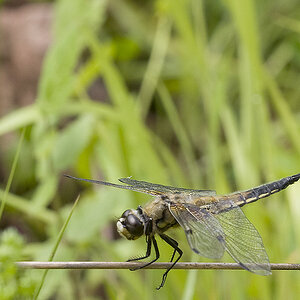 2010 06 11 Vierpunktlibelle 02 03