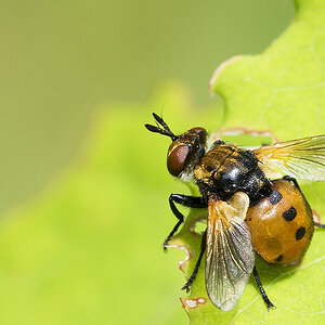 2010 06 11 Fliege 02 02