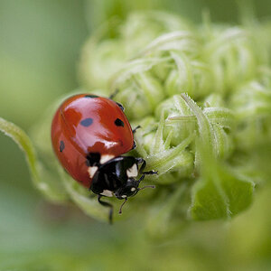 2010 06 06 Marienkäfer 01 02