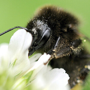 hummel63