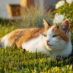 Katze 2