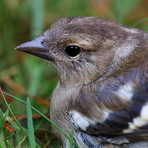 Bird2
