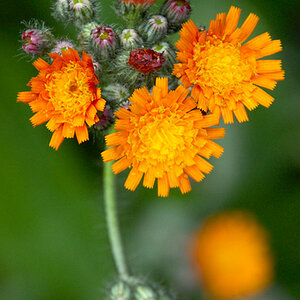 Blume von oben, Nahaufnahme