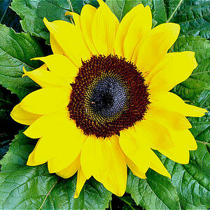 Sonnenblume - Vogelperspektive