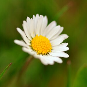 Blumen 004 [1024x768]