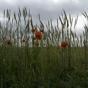 feld