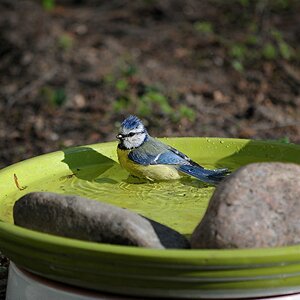Im Garten 2