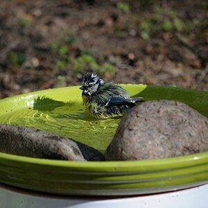 Im Garten 3