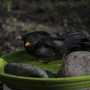 Im Garten 4