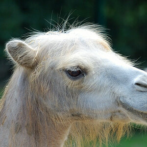Lama