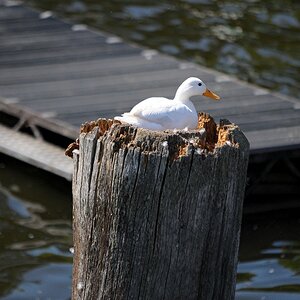Wannsee 2010 Juni 2