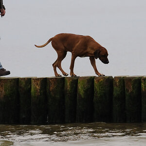hund2 JKK 7659