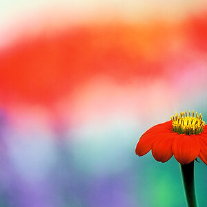 Mexikanische Sonnenblume