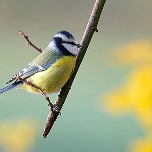 blaumeise