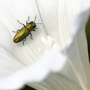 2010 07 11 Schlehen-Prachtkäfer 12 01xx