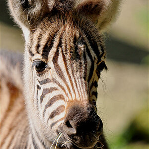Zebrafohlen