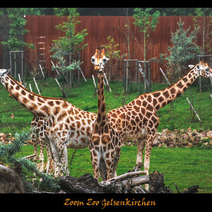 Zoom Zoo