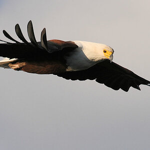 Afrikanischer Schreiseeadler
im Liwonde NP
s400 Seeadler 1245