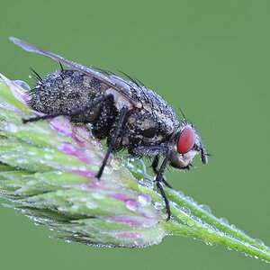 Fettfliege