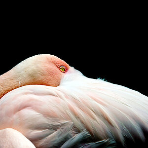 Flamingo