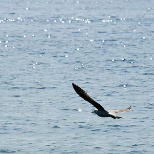 Möwe (im Gegenlicht)