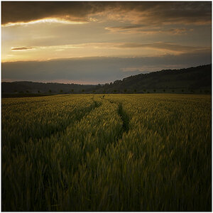 Kornfeld