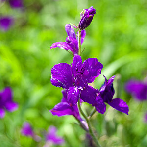 Blumen Makro