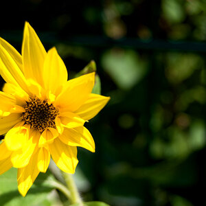 Blumen Makro 2