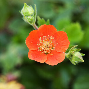 Blumen Makro 3