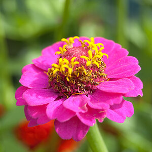 Blumen Makro 7