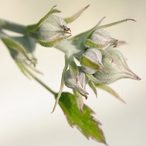 Blütennospen