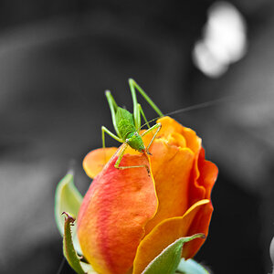 Blumen Makro 10