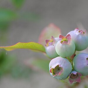 unreife Blaubeeren