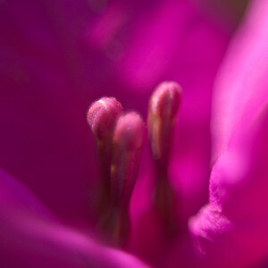 Blumen Makro 13