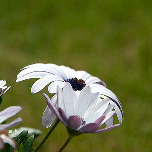 Blumen Makro 14