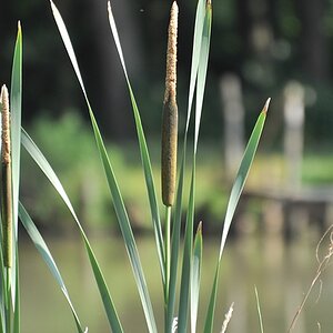 Weiher 13