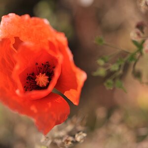 Mohn in Flammen