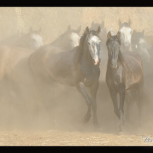 Andalusier II