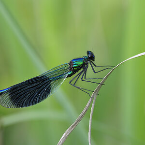 Libelle2