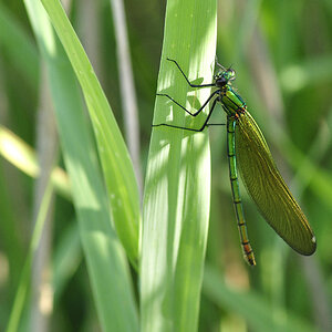 Libelle3