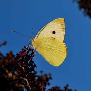 Schmetterling
