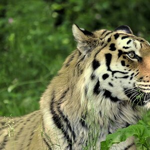 tiger