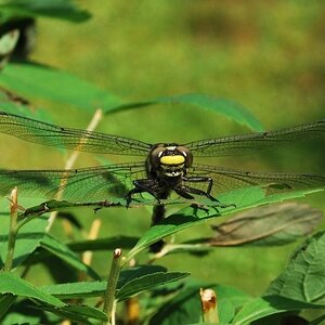 Libelle