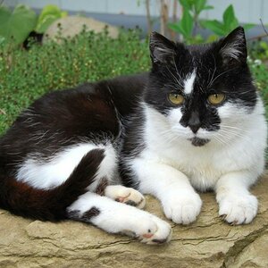 Katze