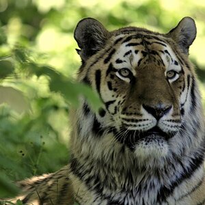 tiger