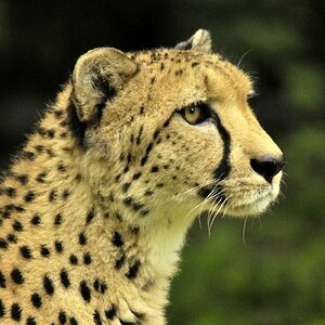 Gepard