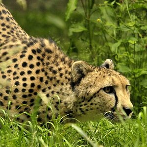 Gepard beim anschleichen