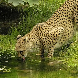 Gepard beim Trinken