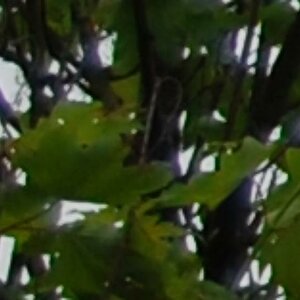 18 55crop
